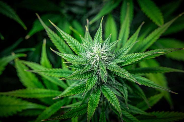 Auto Gelato Pyramid Seeds. Week 9 - Day 61