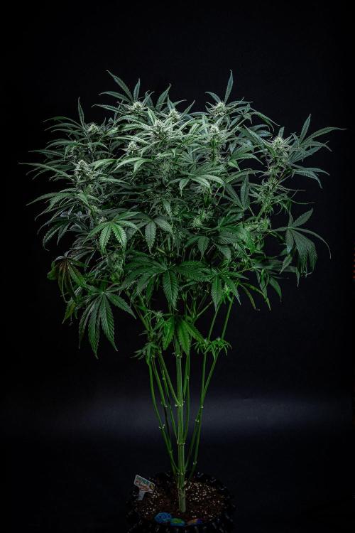 Chemical Candy Green House Seeds. Week 9 - Day 61