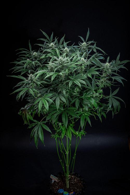 Chemical Candy Green House Seeds. Week 9 - Day 61
