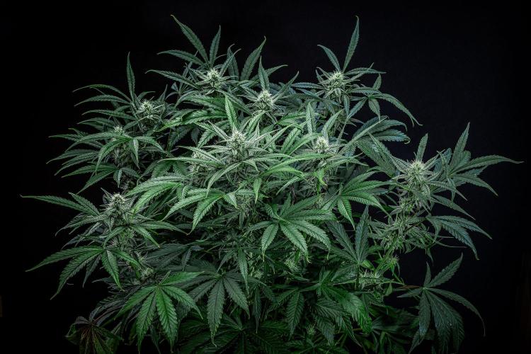 Chemical Candy Green House Seeds. Week 9 - Day 61