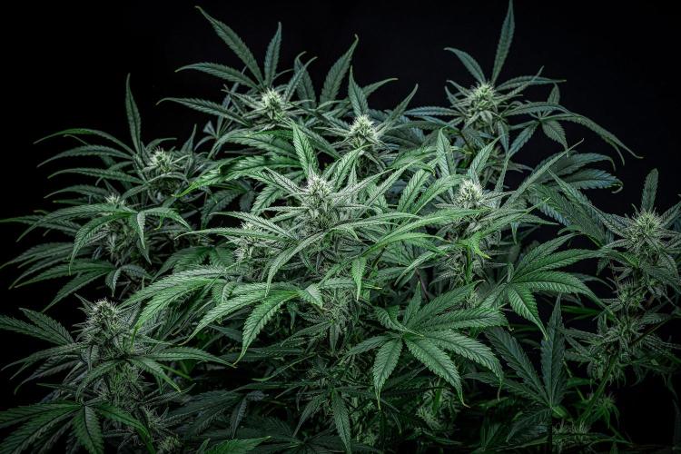 Chemical Candy Green House Seeds. Week 9 - Day 61