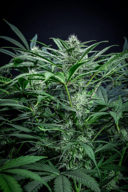 Chemical Candy Green House Seeds. Week 9 - Day 61