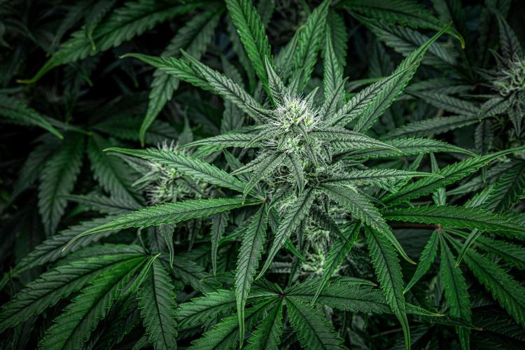 Chemical Candy Green House Seeds. Week 9 - Day 61