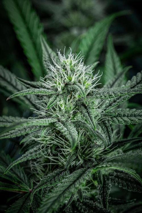 Chemical Candy Green House Seeds. Week 9 - Day 61