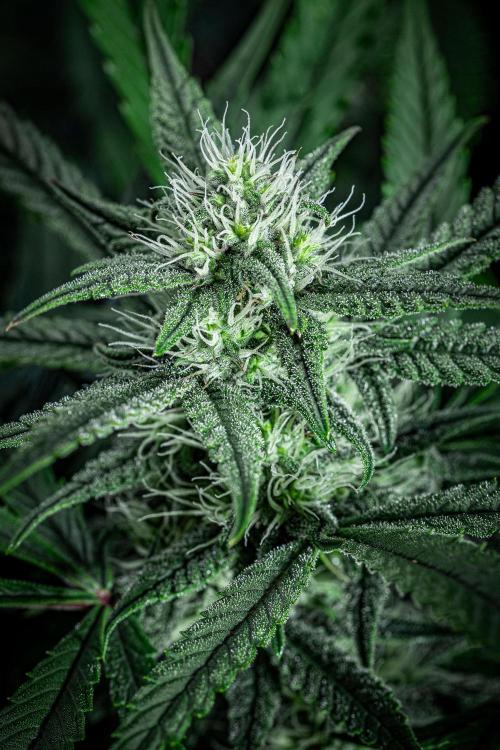 Chemical Candy Green House Seeds. Week 9 - Day 61