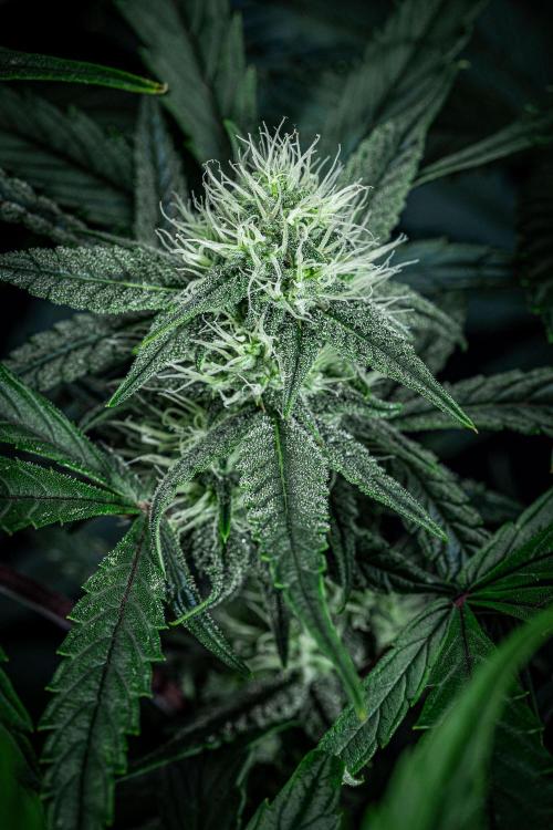 Chemical Candy Green House Seeds. Week 9 - Day 61