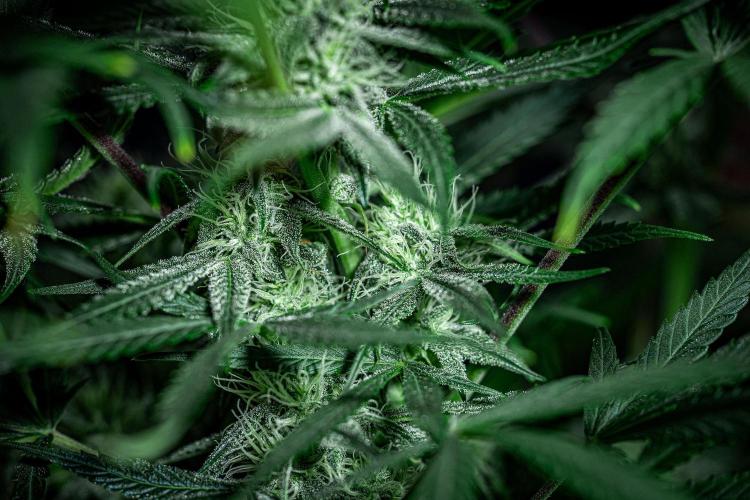 Chemical Candy Green House Seeds. Week 9 - Day 61