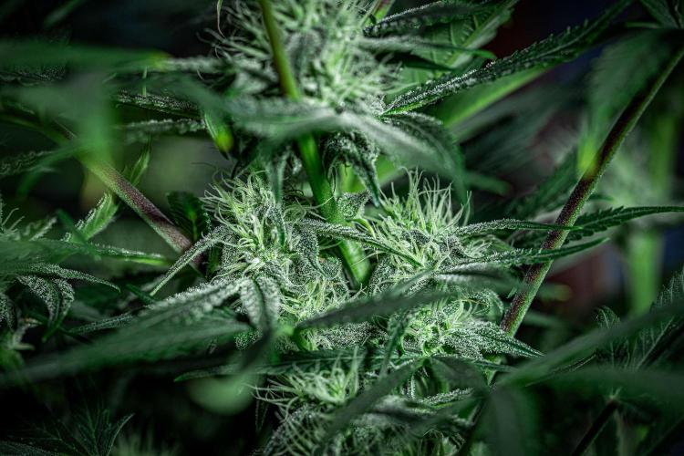 Chemical Candy Green House Seeds. Week 9 - Day 61