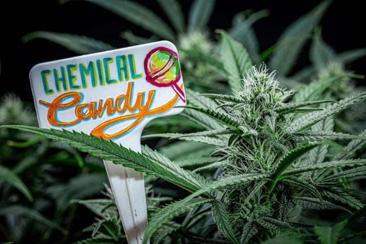 Chemical Candy Green House Seeds. Week 9 - Day 61