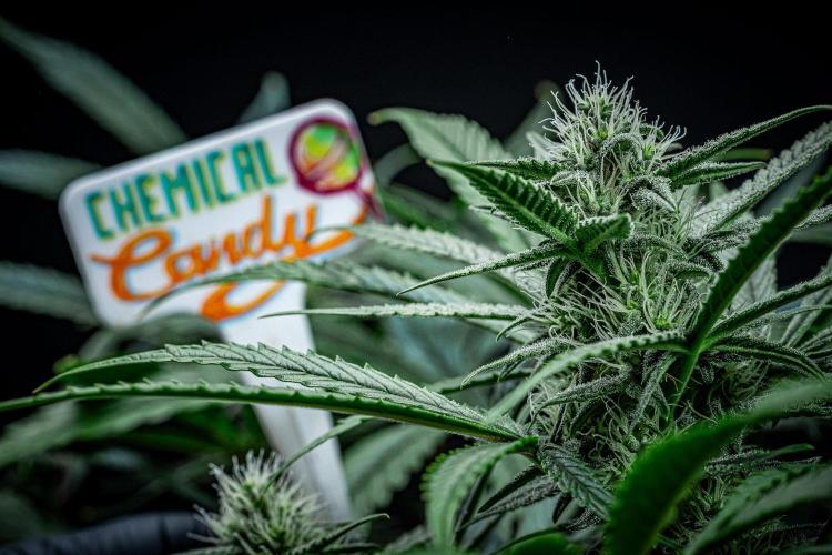 Chemical Candy Green House Seeds. Week 9 - Day 61