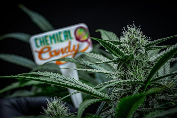 Chemical Candy Green House Seeds. Week 9 - Day 61