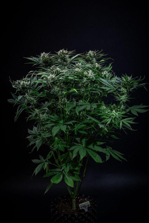 Lemon Cherry Cookies Auto Fast Buds. Week 10 - Day 70