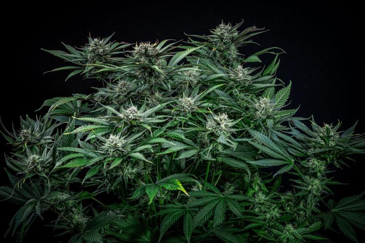 Lemon Cherry Cookies Auto Fast Buds. Week 10 - Day 70