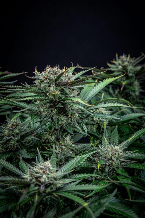 Lemon Cherry Cookies Auto Fast Buds. Week 10 - Day 70