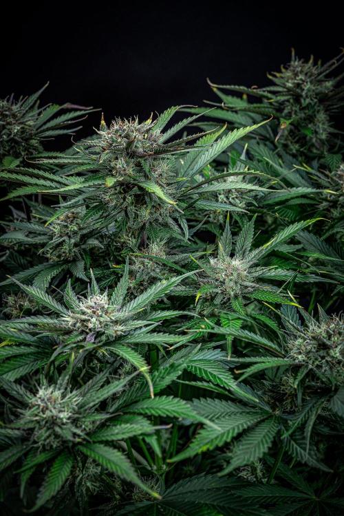 Lemon Cherry Cookies Auto Fast Buds. Week 10 - Day 70