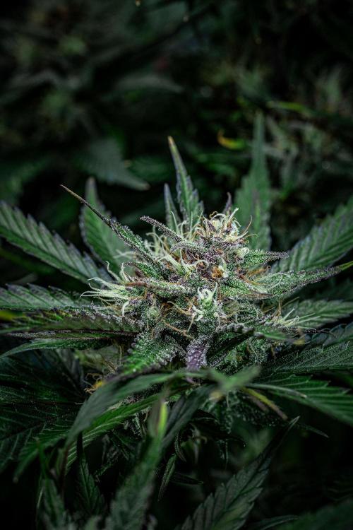 Lemon Cherry Cookies Auto Fast Buds. Week 10 - Day 70