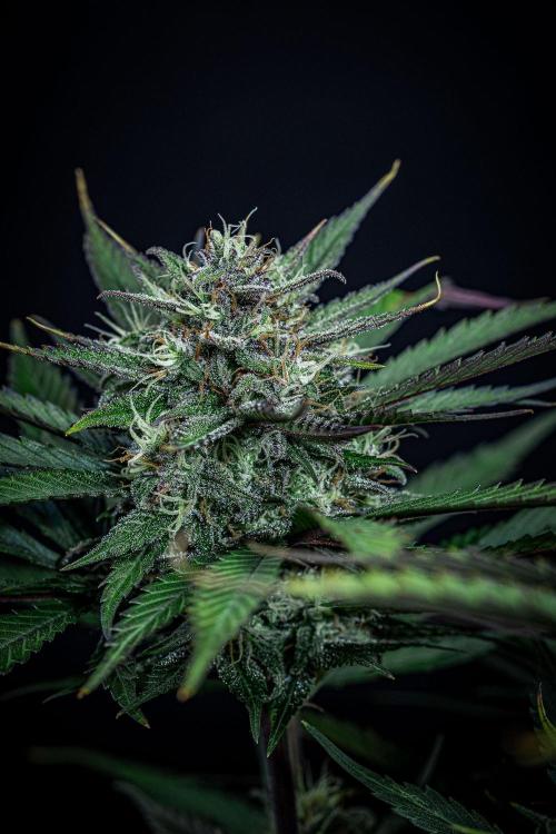 Lemon Cherry Cookies Auto Fast Buds. Week 10 - Day 70