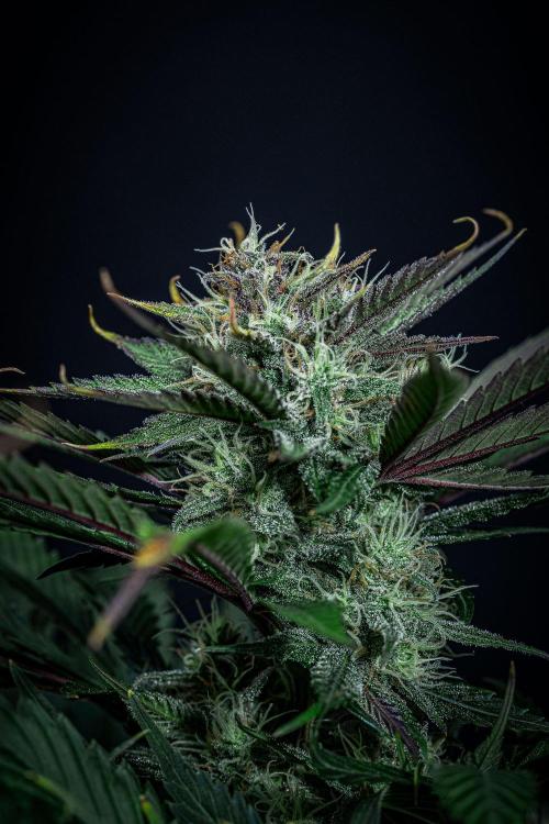 Lemon Cherry Cookies Auto Fast Buds. Week 10 - Day 70