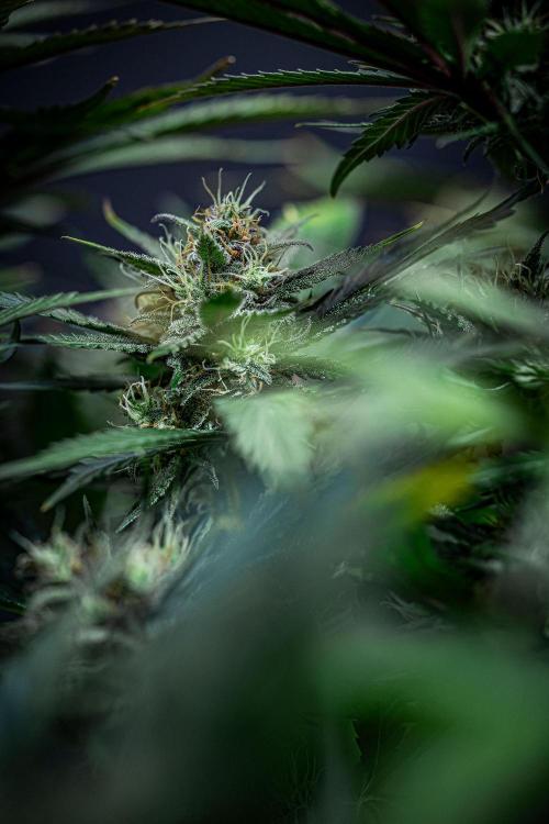 Lemon Cherry Cookies Auto Fast Buds. Week 10 - Day 70