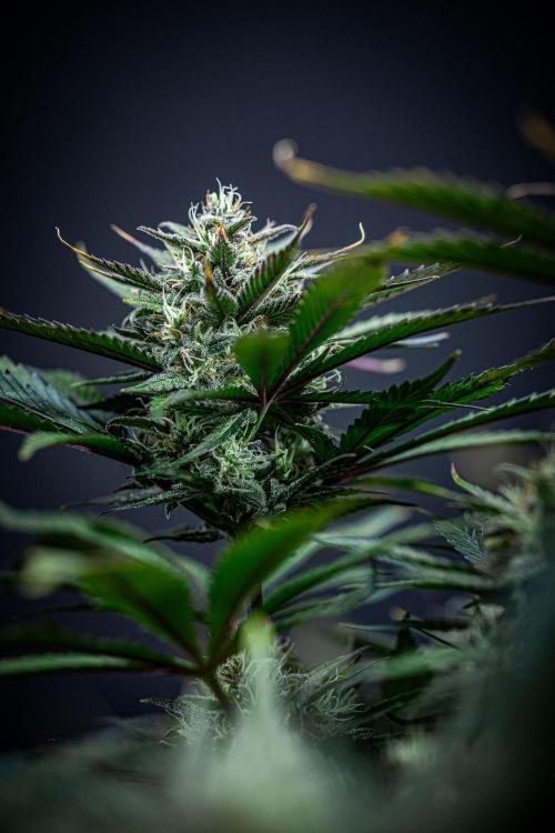 Lemon Cherry Cookies Auto Fast Buds. Week 10 - Day 70