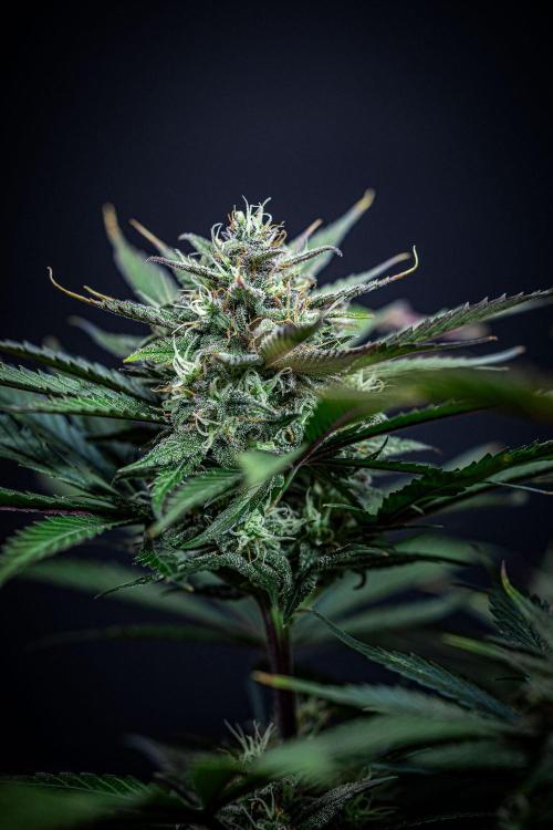 Lemon Cherry Cookies Auto Fast Buds. Week 10 - Day 70