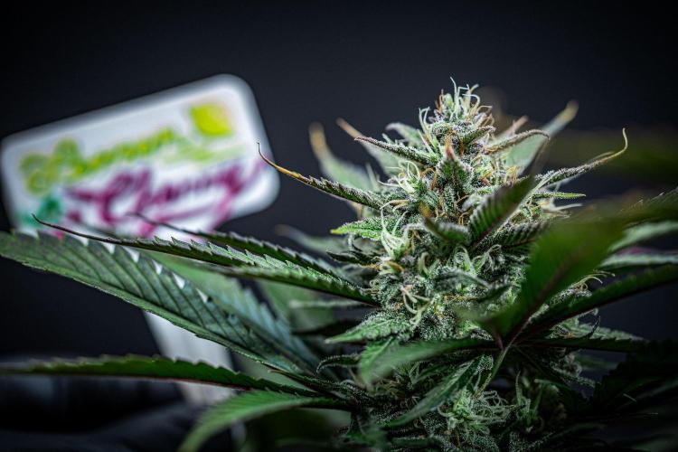 Lemon Cherry Cookies Auto Fast Buds. Week 10 - Day 70