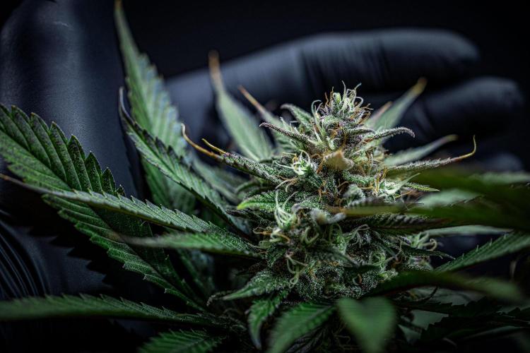 Lemon Cherry Cookies Auto Fast Buds. Week 10 - Day 70