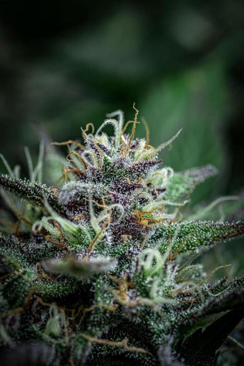 Lemon Cherry Cookies Auto Fast Buds. Week 10 - Day 70