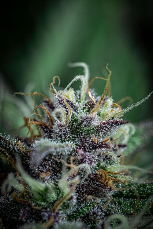 Lemon Cherry Cookies Auto Fast Buds. Week 10 - Day 70