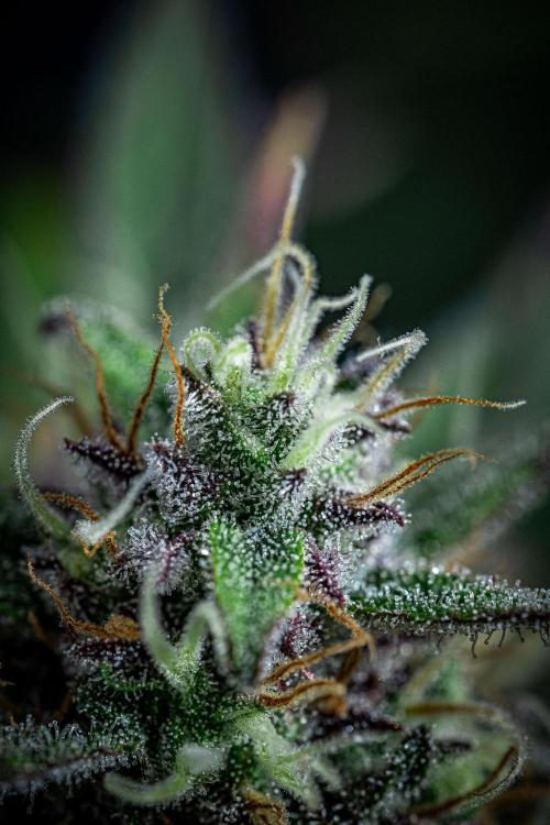 Lemon Cherry Cookies Auto Fast Buds. Week 10 - Day 70