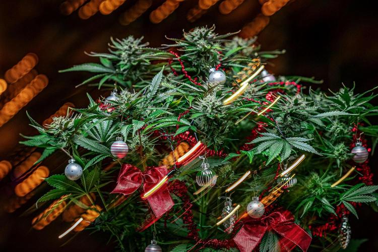 Lemon Cherry Cookies Auto Fast Buds. Week 10 - Day 71 – Fastbuds XMAS Photo Contest series 