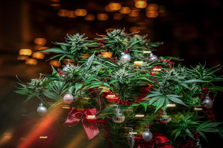 Lemon Cherry Cookies Auto Fast Buds. Week 10 - Day 71 – Fastbuds XMAS Photo Contest series 