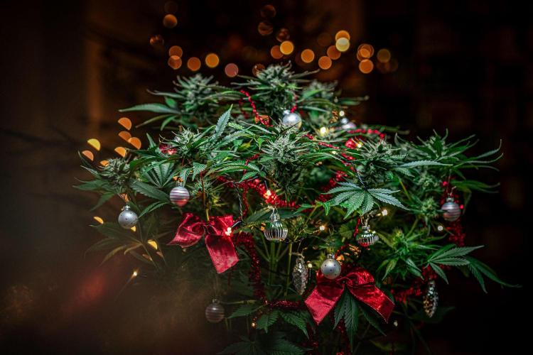 Lemon Cherry Cookies Auto Fast Buds. Week 10 - Day 71 – Fastbuds XMAS Photo Contest series 