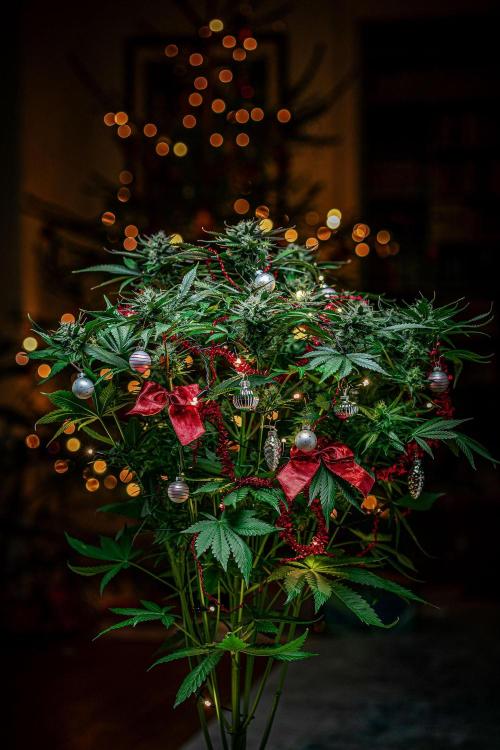 Lemon Cherry Cookies Auto Fast Buds. Week 10 - Day 71 – Fastbuds XMAS Photo Contest series 