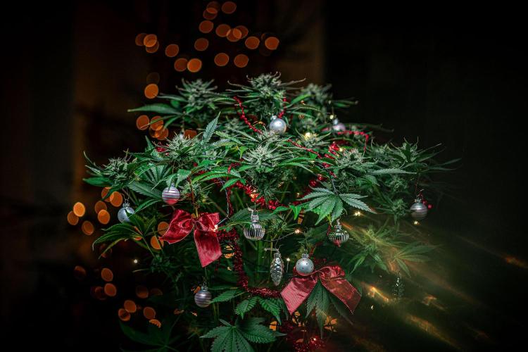 Lemon Cherry Cookies Auto Fast Buds. Week 10 - Day 71 – Fastbuds XMAS Photo Contest series 