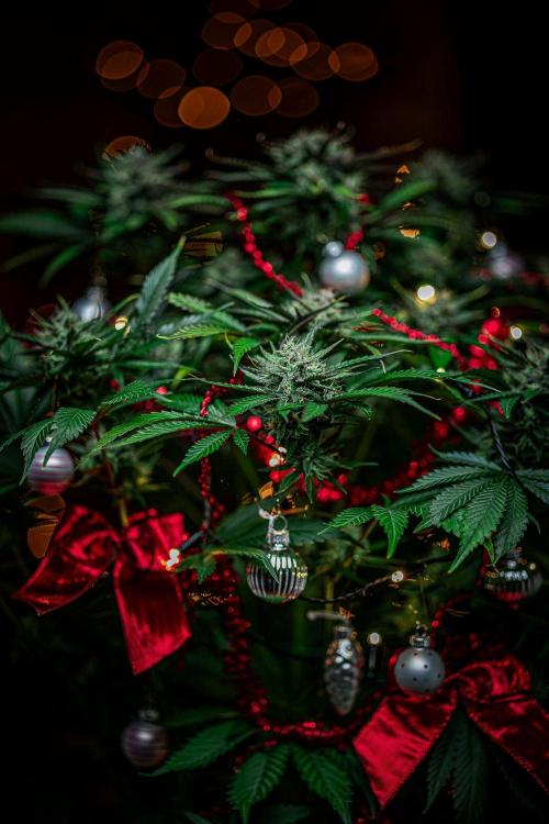 Lemon Cherry Cookies Auto Fast Buds. Week 10 - Day 71 – Fastbuds XMAS Photo Contest series 