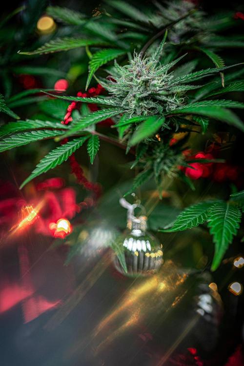Lemon Cherry Cookies Auto Fast Buds. Week 10 - Day 71 – Fastbuds XMAS Photo Contest series 