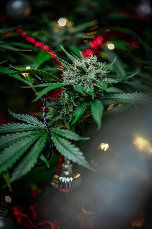 Lemon Cherry Cookies Auto Fast Buds. Week 10 - Day 71 – Fastbuds XMAS Photo Contest series 