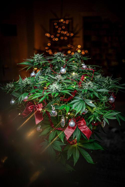 Lemon Cherry Cookies Auto Fast Buds. Week 10 - Day 71 – Fastbuds XMAS Photo Contest series 
