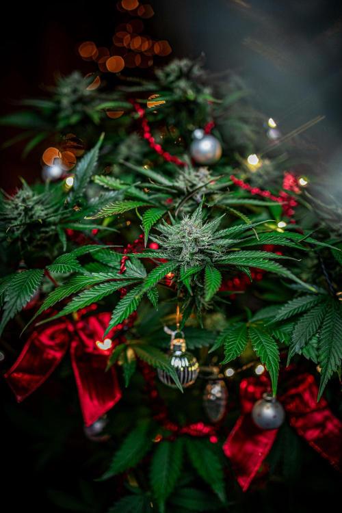 Lemon Cherry Cookies Auto Fast Buds. Week 10 - Day 71 – Fastbuds XMAS Photo Contest series 