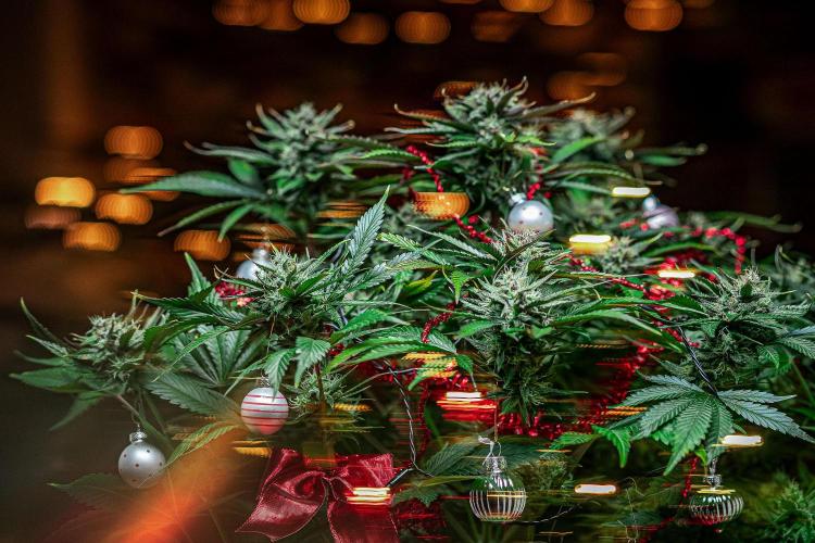 Lemon Cherry Cookies Auto Fast Buds. Week 10 - Day 71 – Fastbuds XMAS Photo Contest series 