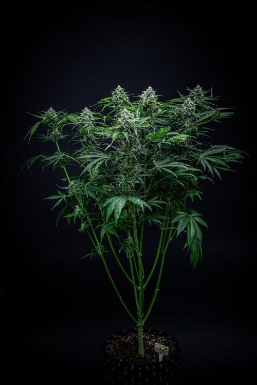 Banana Blaze Auto Dutch Passion. Week 9 - Day 63