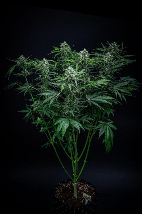 Banana Blaze Auto Dutch Passion. Week 9 - Day 63