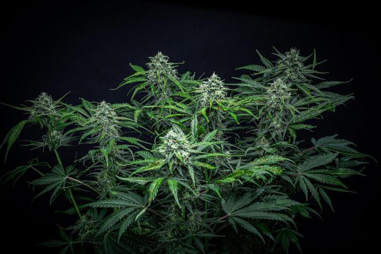 Banana Blaze Auto Dutch Passion. Week 9 - Day 63