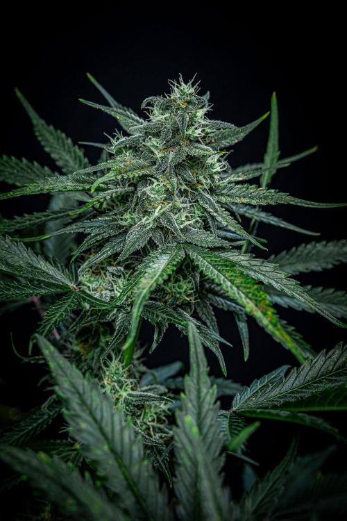 Banana Blaze Auto Dutch Passion. Week 9 - Day 63