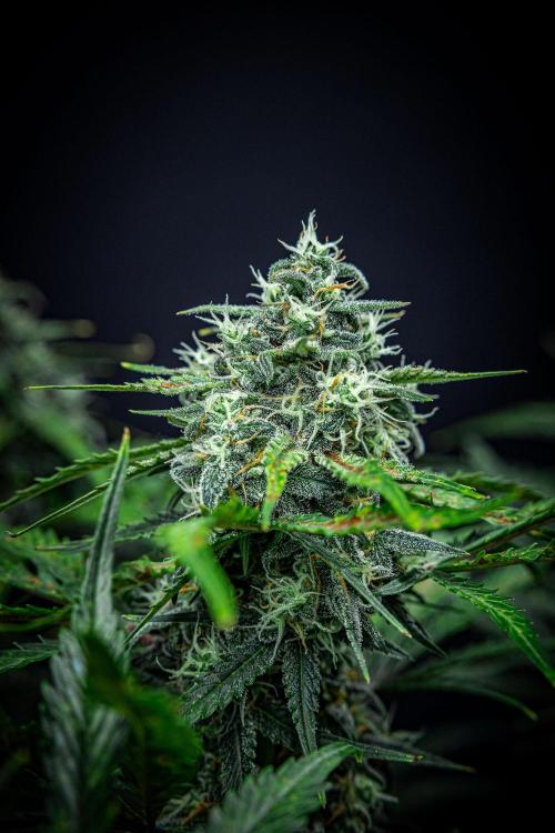 Banana Blaze Auto Dutch Passion. Week 9 - Day 63