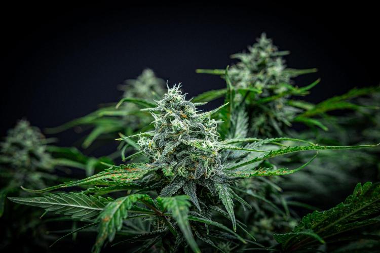 Banana Blaze Auto Dutch Passion. Week 9 - Day 63