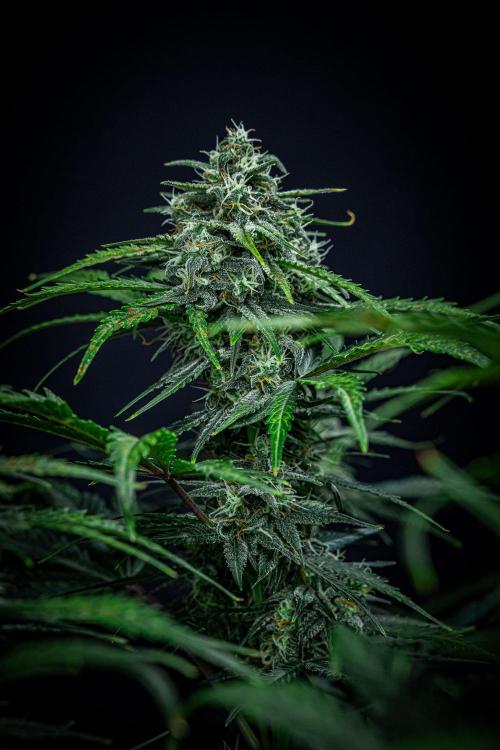 Banana Blaze Auto Dutch Passion. Week 9 - Day 63