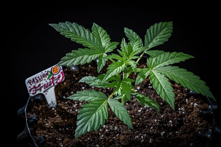 Passion Fruitz Automatic Zamnesia. Week 3 - Day 18