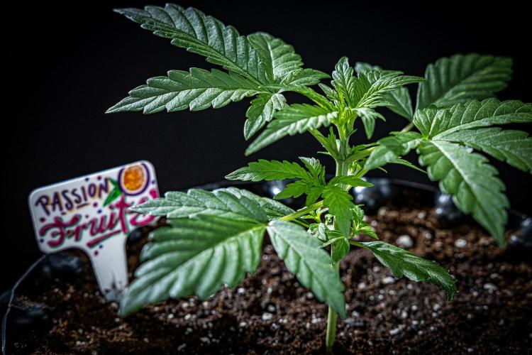 Passion Fruitz Automatic Zamnesia. Week 3 - Day 18